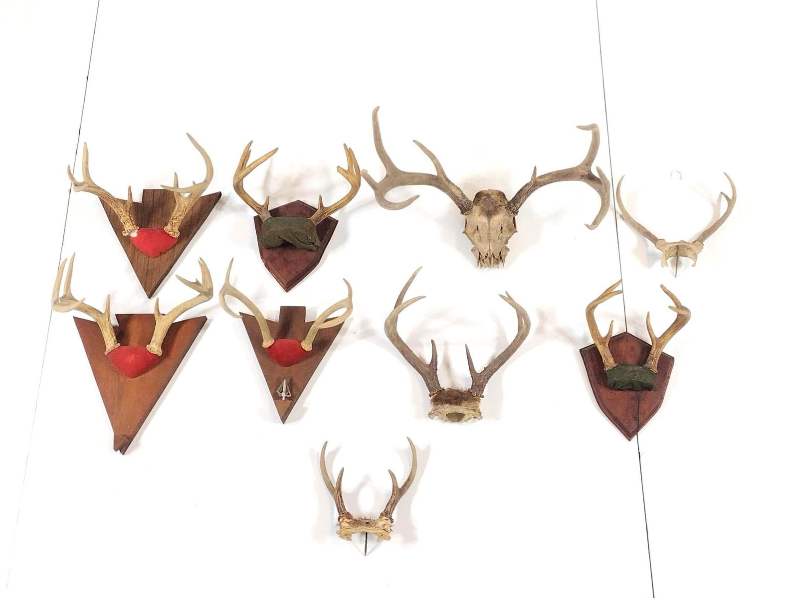 9 Antlers (1 of 4)