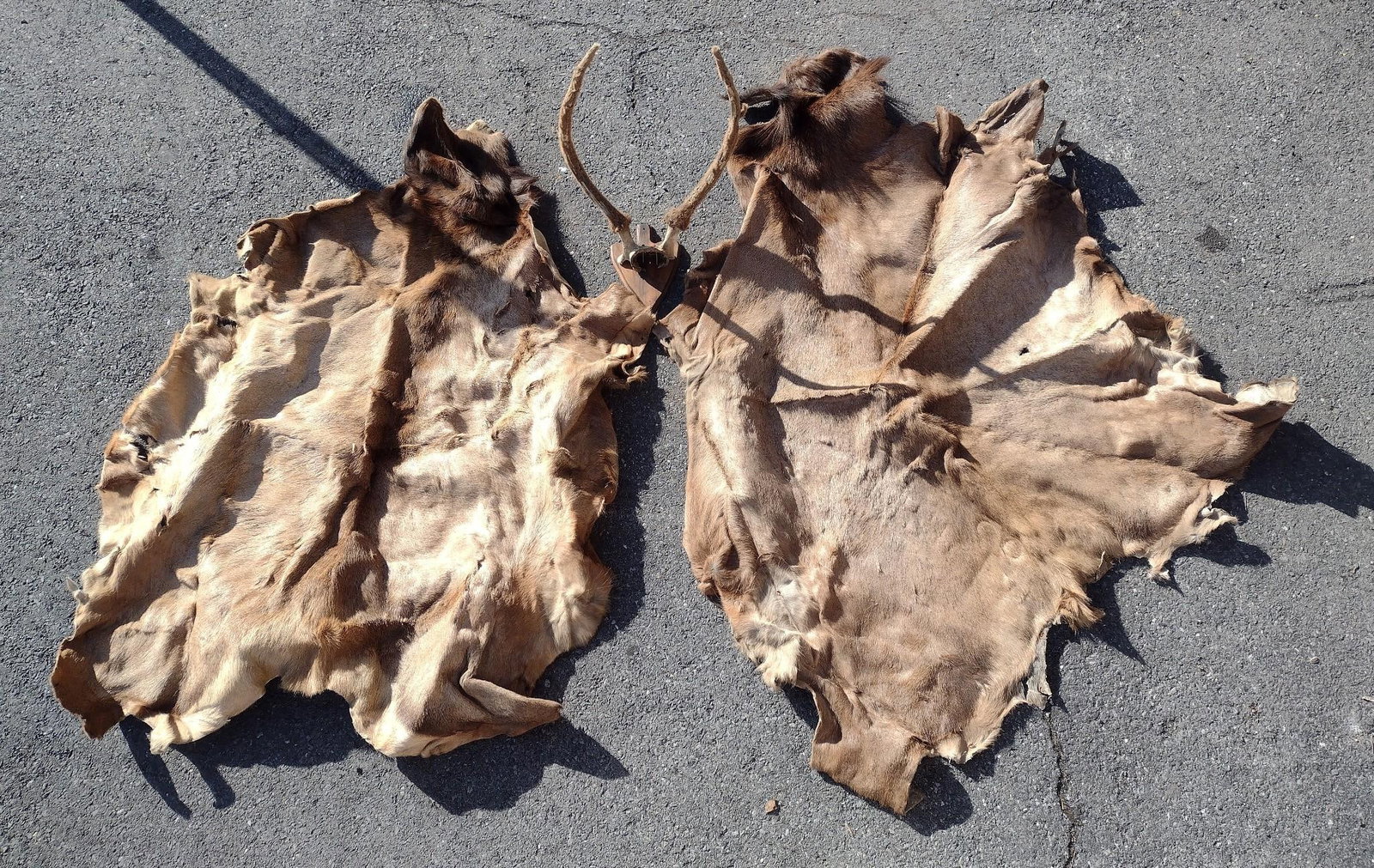 2 Hides & Rack: Hides 47" to 57" wide X 67" to 77" long. Rack 17" wide. All pieces have damage.