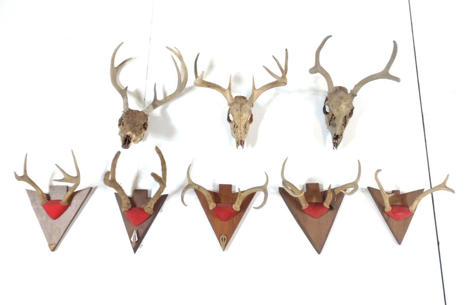 8 Racks Incl Skulls: 9" to 15" wide.