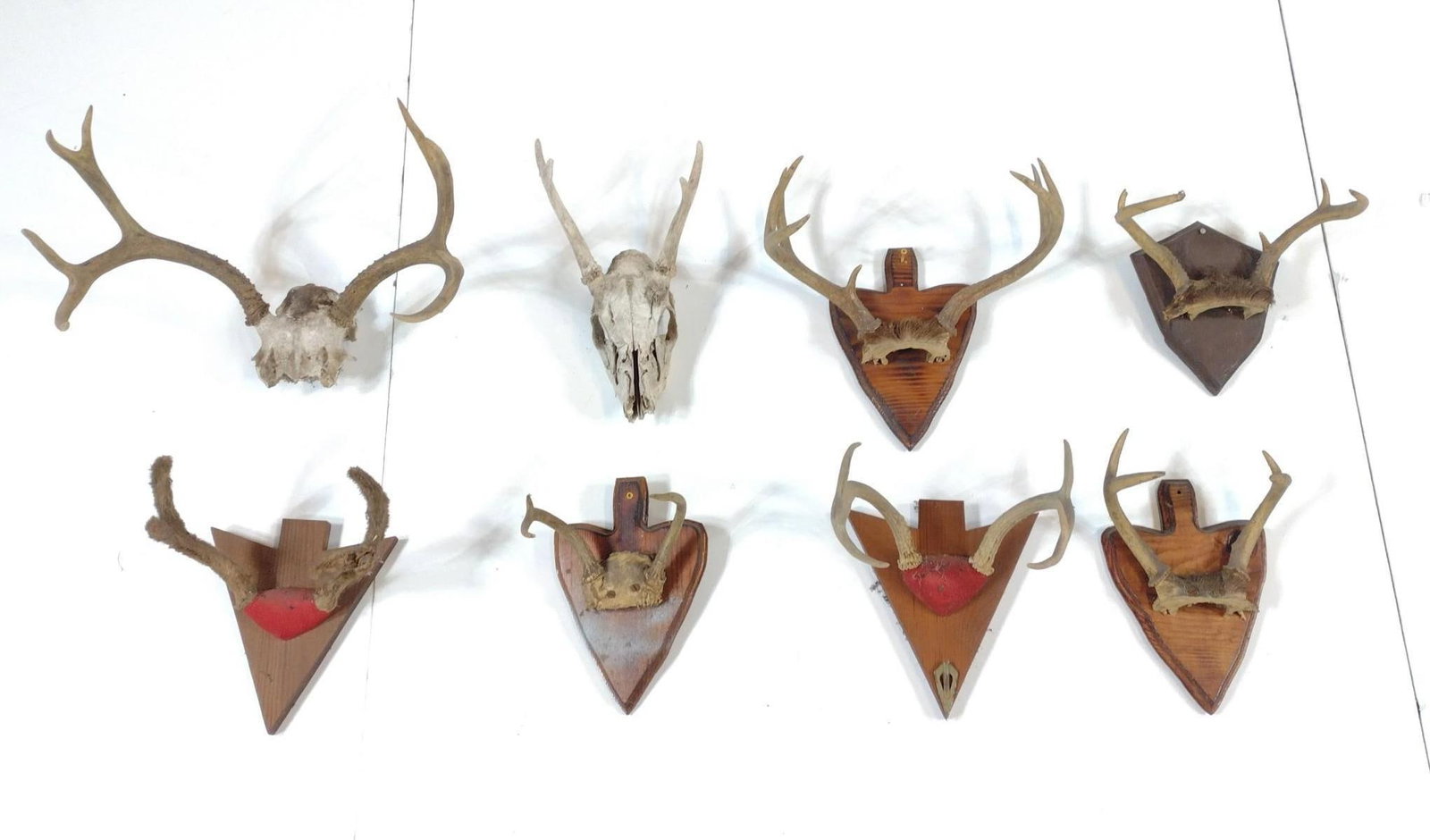 8 Racks Incl Skull: 7" to 18-1/2" wide.