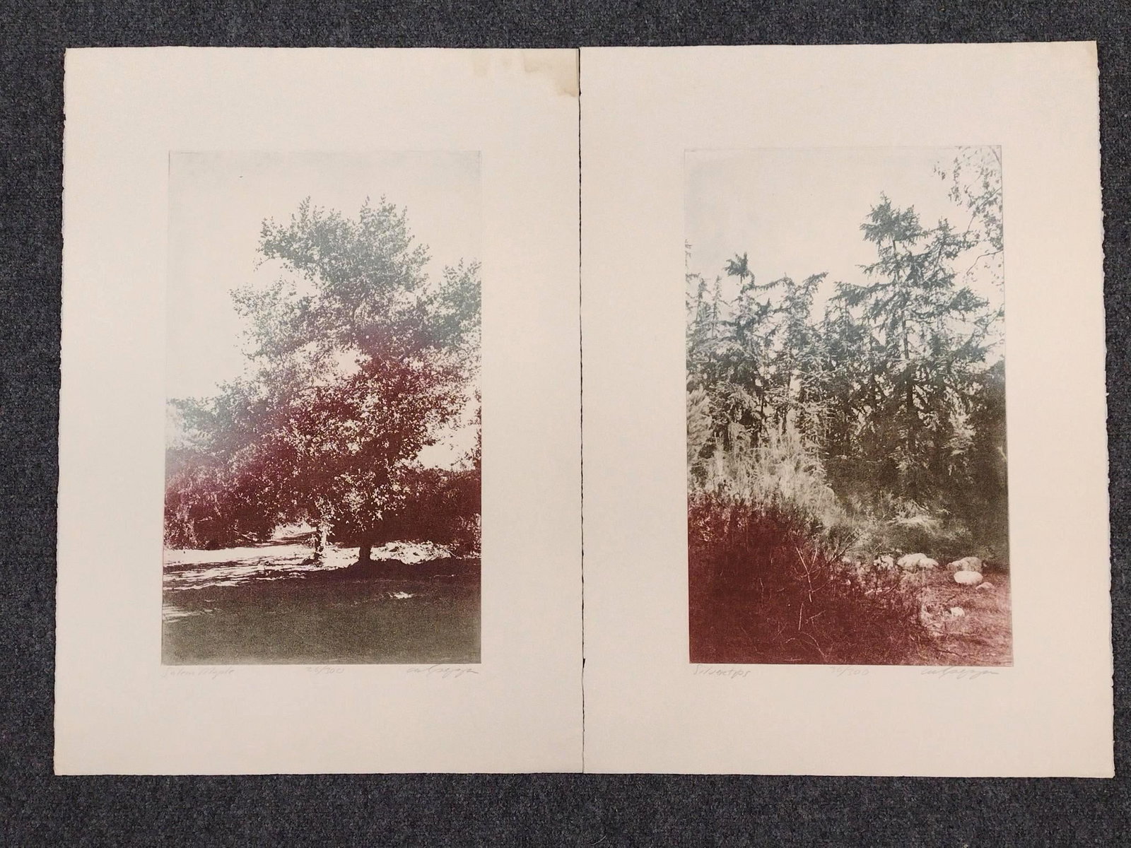 2 Joseph Culpepper Prints Incl. "Salem Maple": Also includes "Silvertips". Both numbered. Both 29-1/2" high X 21" wide. One has stain in top right corner of border.