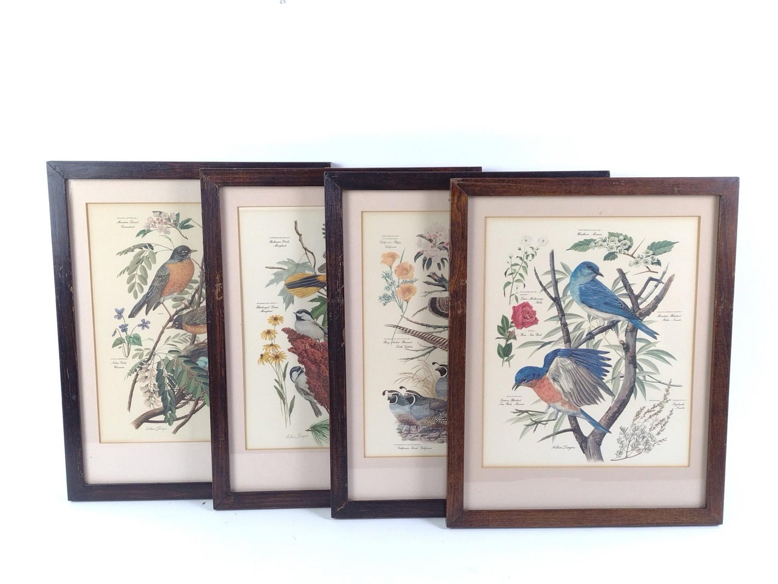 4 Arther Singer Bird Prints: Sight 10-3/4" high X 8-3/4" wide. Overall with frame 15" high X 12" wide.