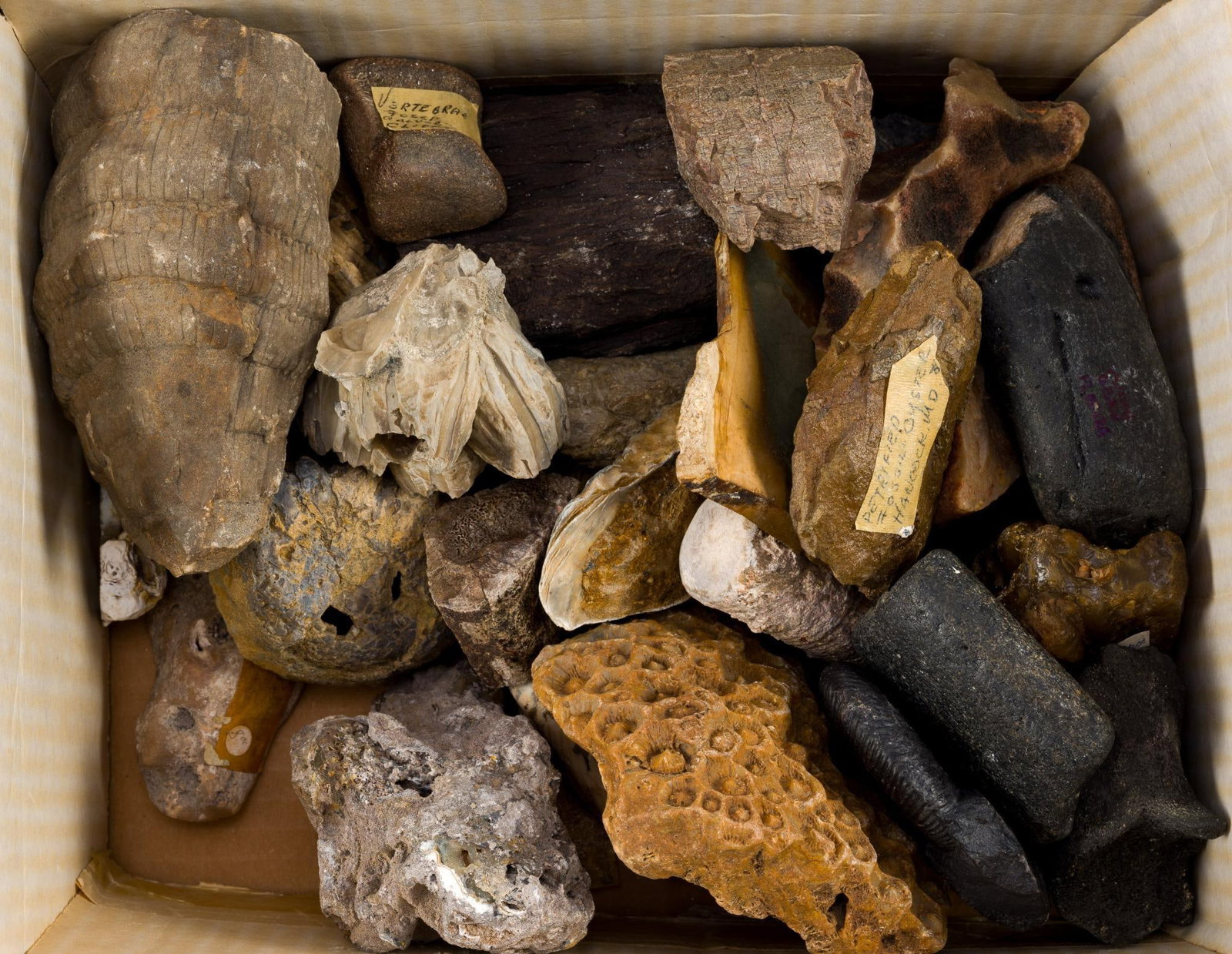 Rocks & Fossils (1 of 3)