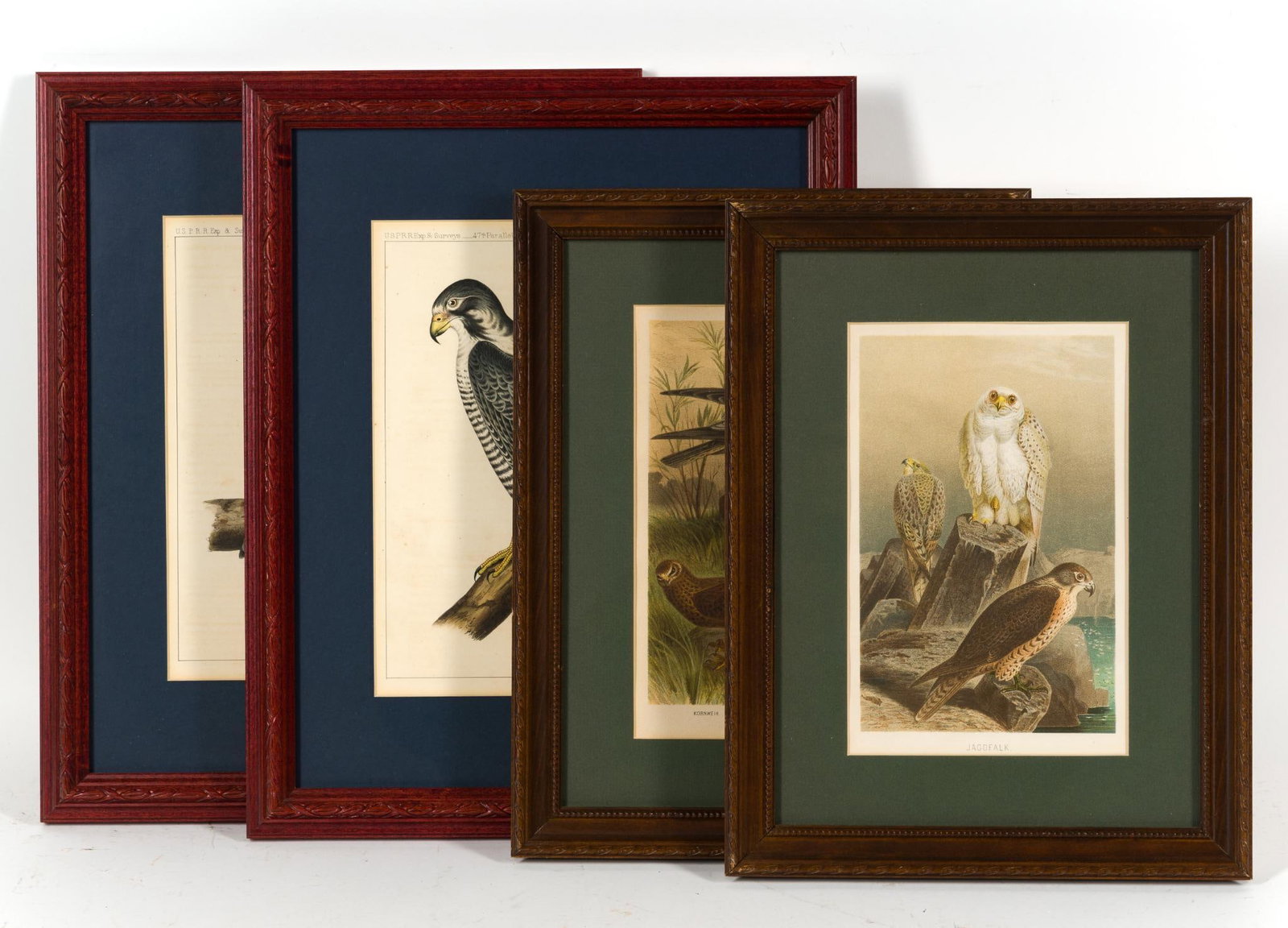4 Framed Bird Lithographs: 1) 15 - 1/2" x 12 - 1/2". 2) 15 - 1/2" x 12 - 1/2". 3) 13 - 1/2" x 10 - 1/2". 4) 13 - 1/2" x 10 - 1/2"