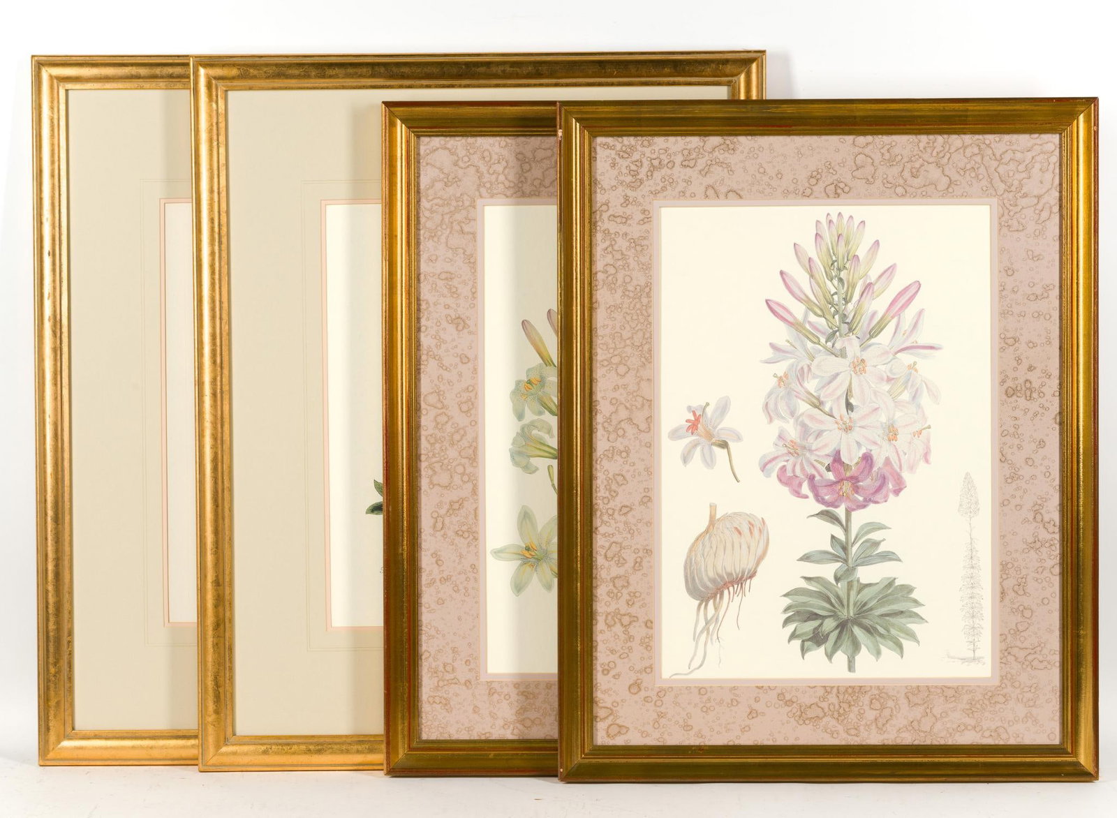 4 Framed Botanical Lithographs: 1) Henry John Elwes "Lilium washingtonianum (Washington Lily)" 29 - 1/2" x 22 - 1/2". 2) Henry John Elwes "Liluim washingtonianum var. purpureum" 29 - 1/2" x 22 - 1/2". 3) Anemone hepatica based on a 