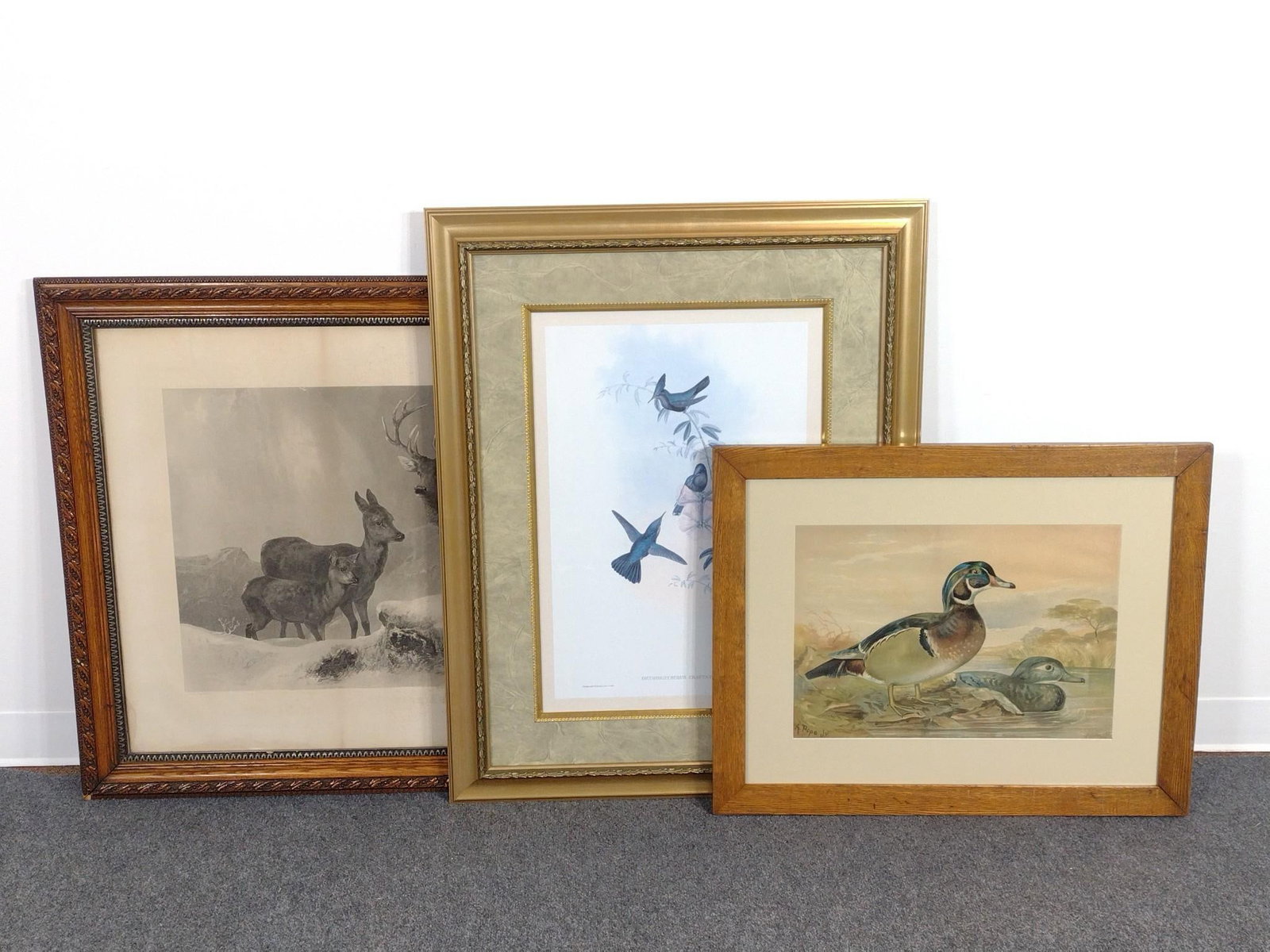 3 Large Framed Animal Lithographs: 1) "Highland Solitude" was originally painted by Clarence Roe and engraved by Alfred Lucas. 33 - 1/2" x 49". Has some water damage and discoloration. 2) "Orthorhynchus cristatus" by John Gould (1804 -
