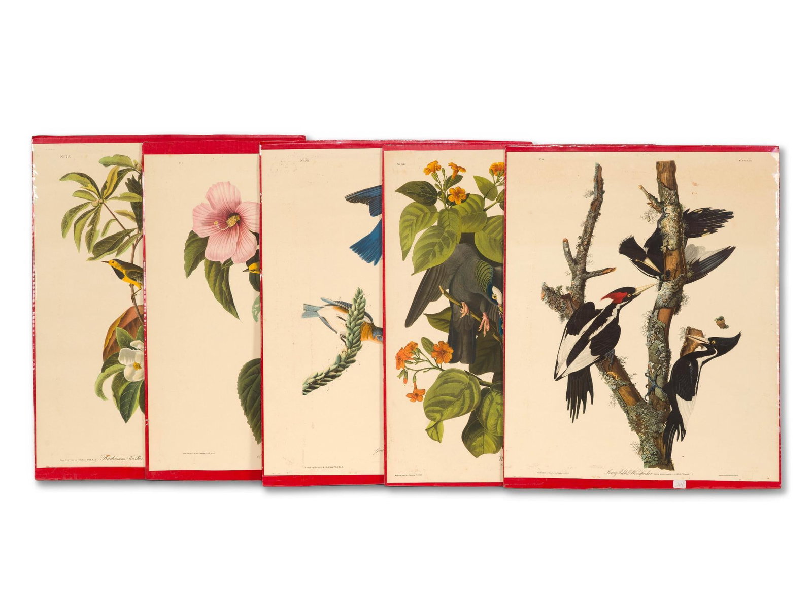 5 Audubon Bird Prints (1 of 6)