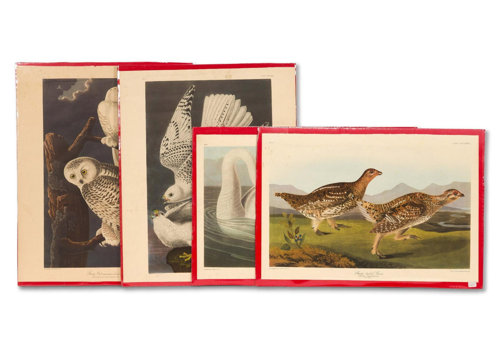 4 Audubon Bird Prints (1 of 5)