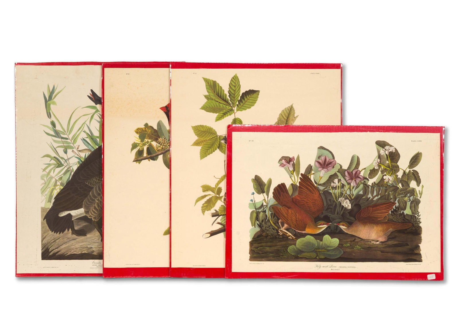 4 Audubon Bird Prints (1 of 5)
