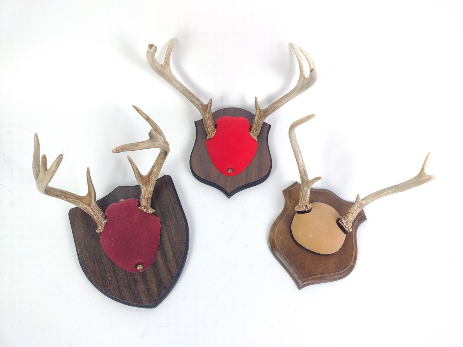 3 Mounted Antlers (1 of 4)