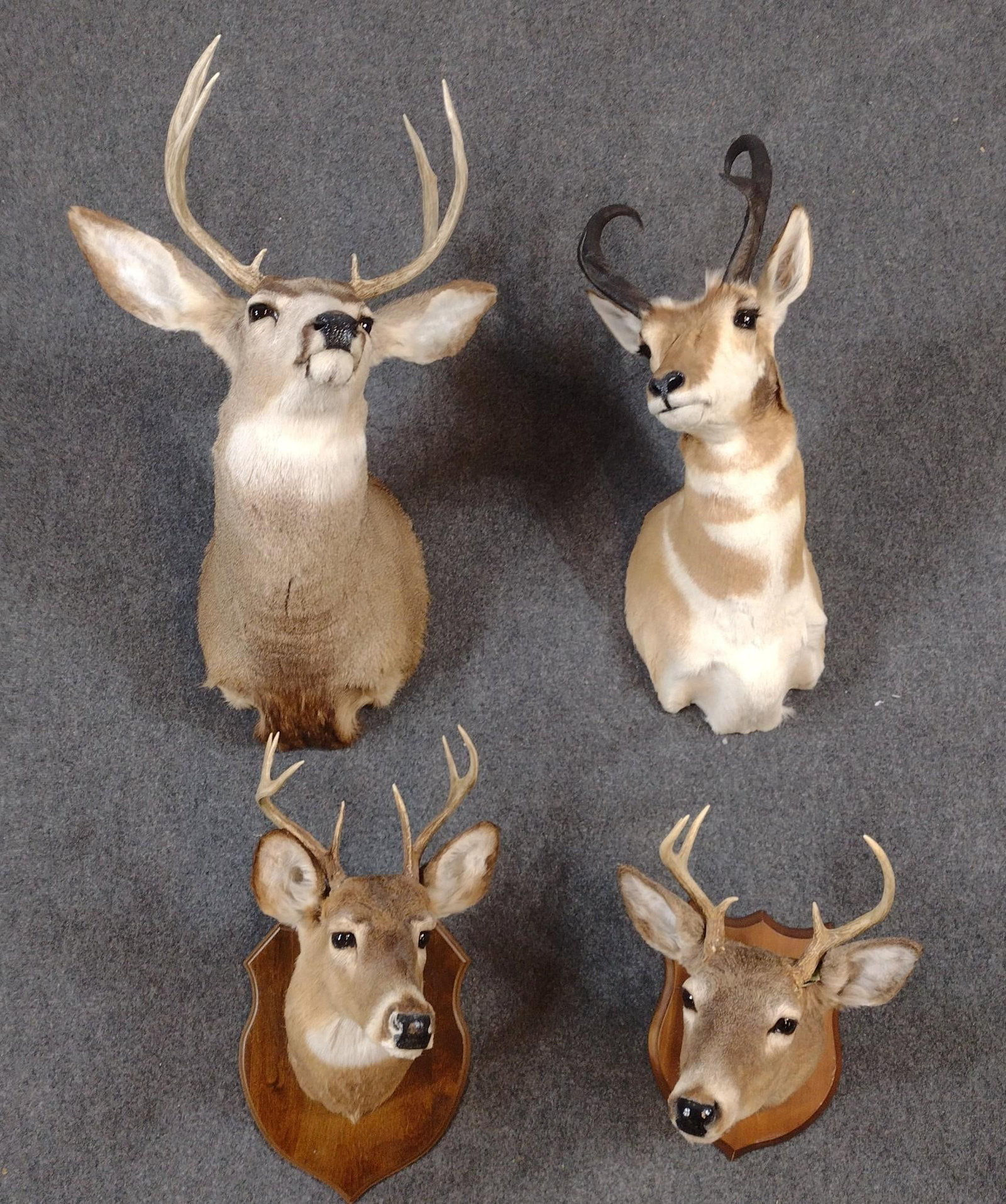 4 Taxidermy Mounts Incl Whitetail and Pronghorn (1 of 3)