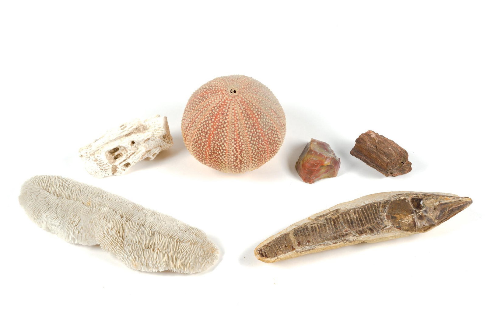 Fish Fossil, Minerals & Sea Urchin Skeleton Shaker (1 of 6)