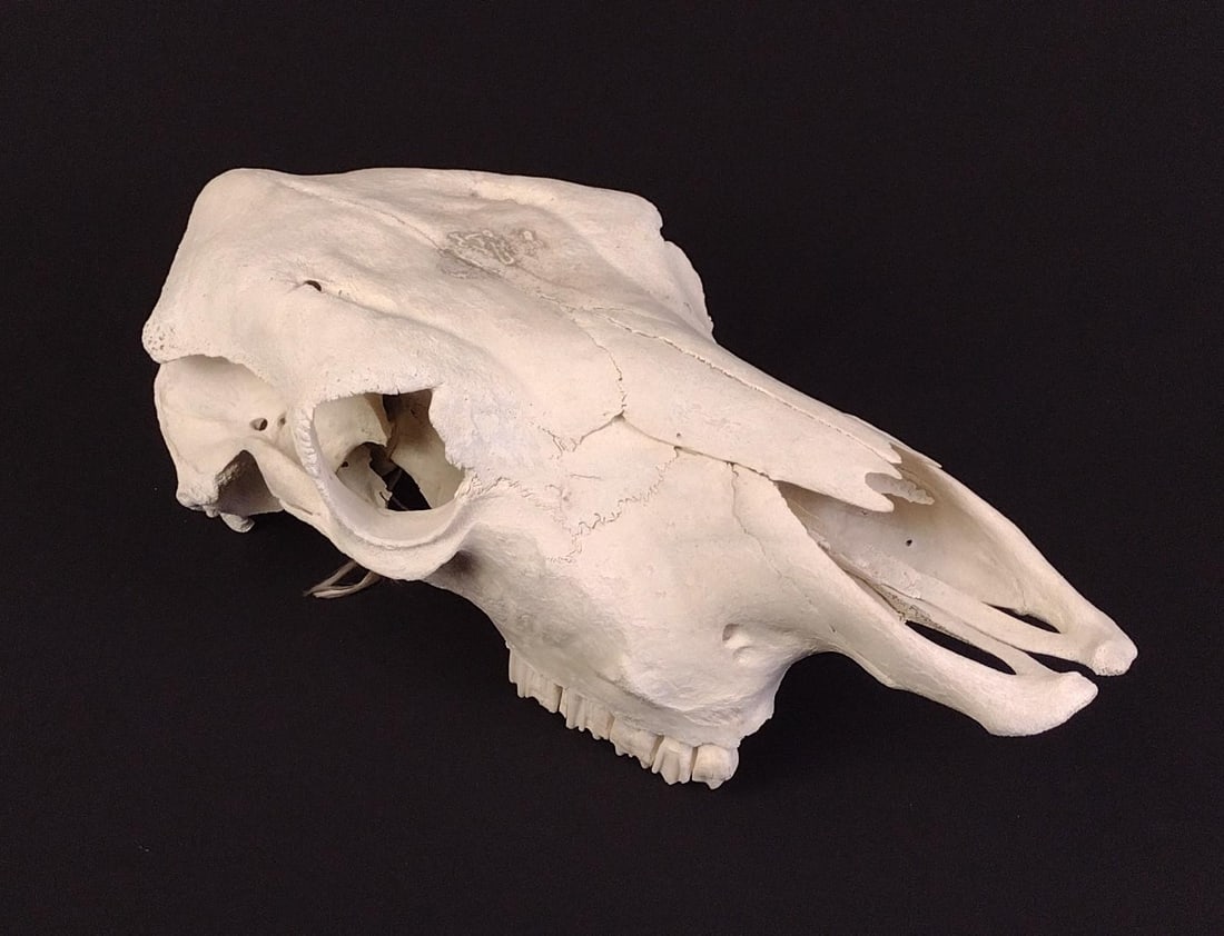Buffalo Skull (1 of 2)