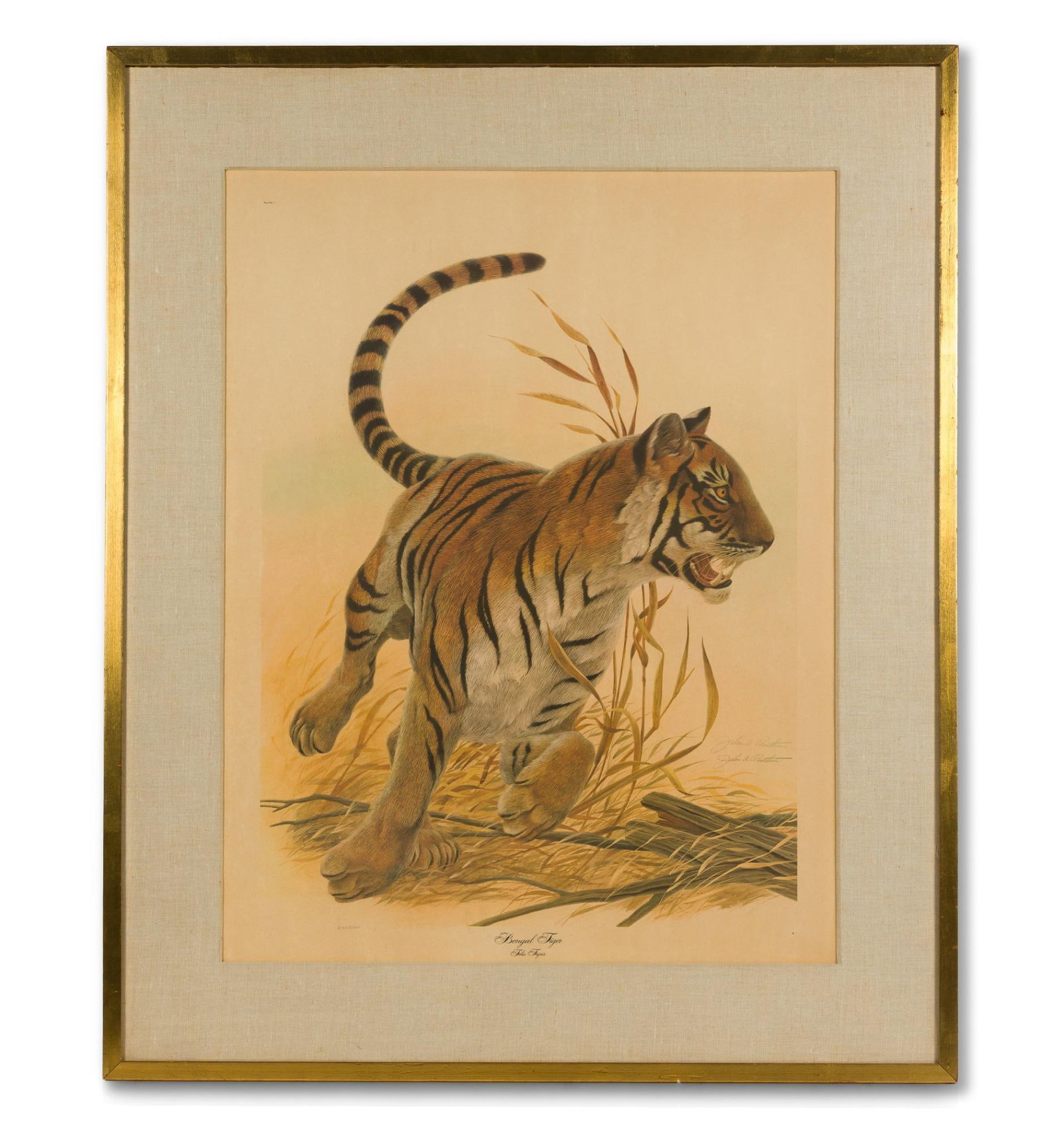 John Ruthven "Bengal Tiger" Lithograph (1 of 5)