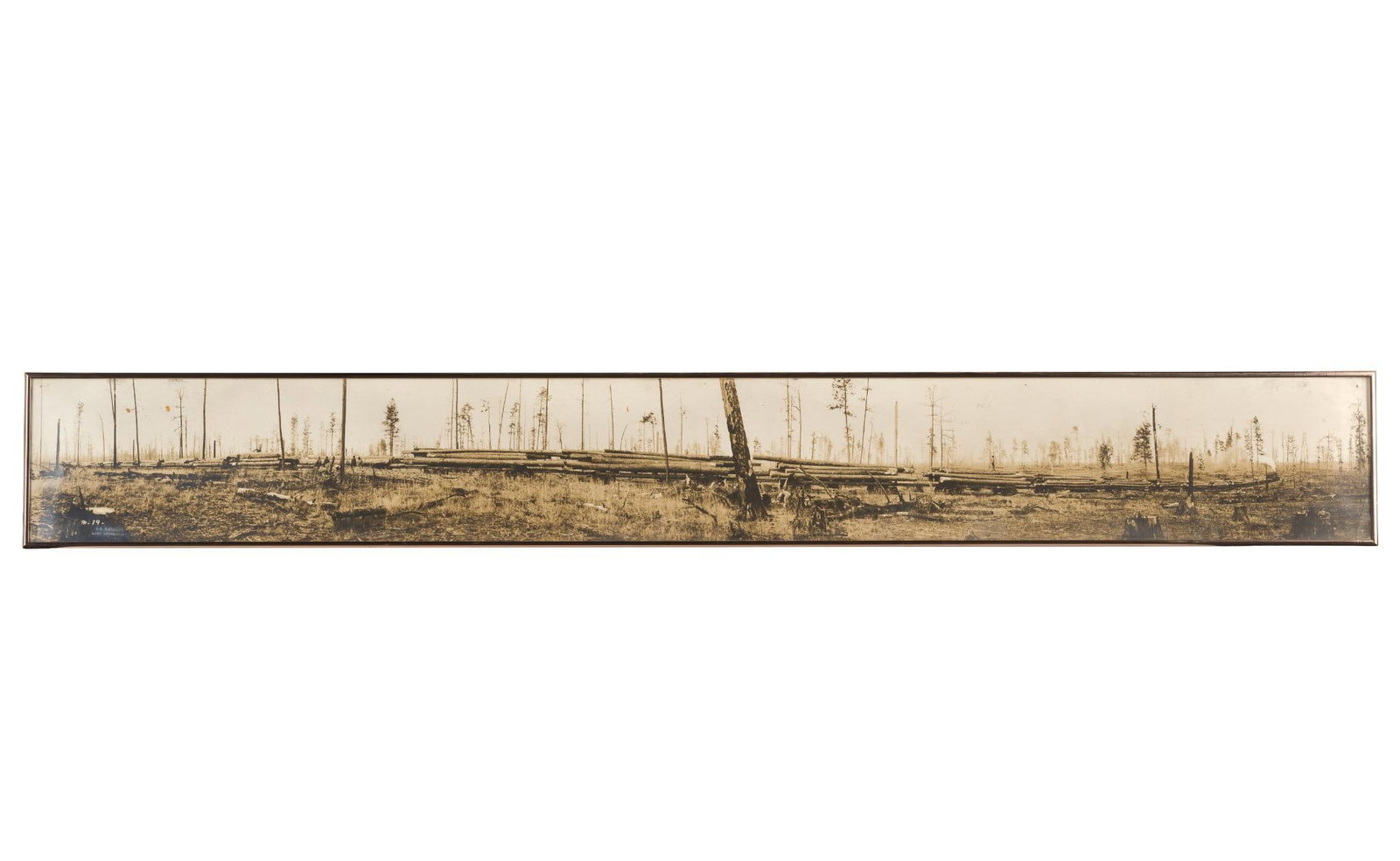 Antique Panoramic Logging Photograph: Stamped "A.L. Barnett Lake Charles, LA." 8" long x 61-3/4" wide. 