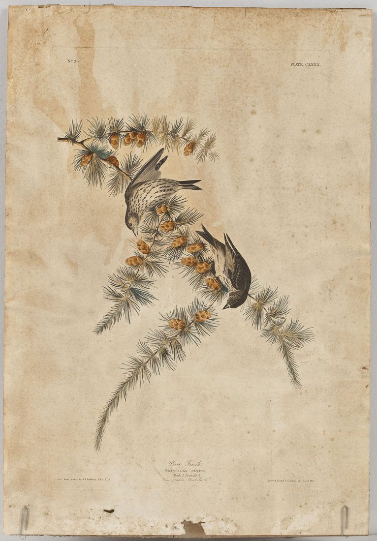 John James Audubon (American, 1785-1851): DESCRIPTION: John James Audubon (American, 1785-1851). Pine Finch. Marked "Drawn from Nature by J.J. Audubon ERS, ELS" and "Engraved, Printed, & Coloured by R. Havell, 1833." Not framed. MEASUREMENTS: