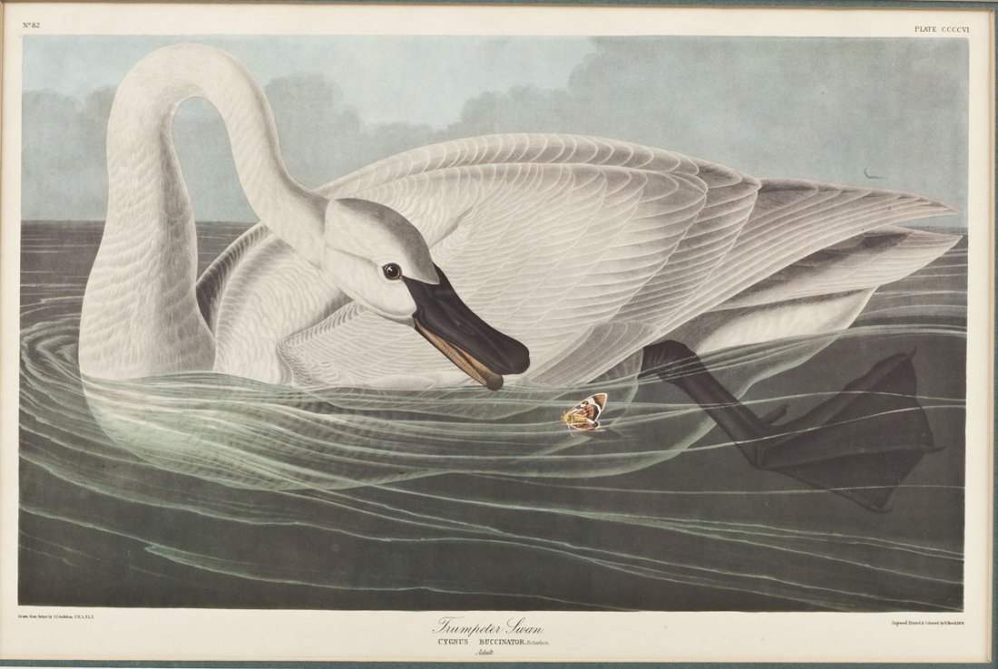 John James Audubon (American, 1785-1851): DESCRIPTION: John James Audubon (American, 1785-1851). Reprint of the Trumpeter Swan. Plate CCCCVI. Description of the history of the drawing in verso. In a black painted frame. MEASUREMENTS: 12-1/2" 