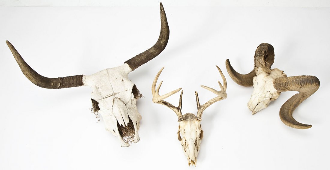 Collection of 3 European Skull Mounts: DESCRIPTION: Collection of European mounts including: 1) Whitetail Deer 8-point skull. 2) Steer skull with dry desert grass inside eye sockets and nose. 3) Ram skull. MEASUREMENTS: 1) Skull is 9-1/2" 