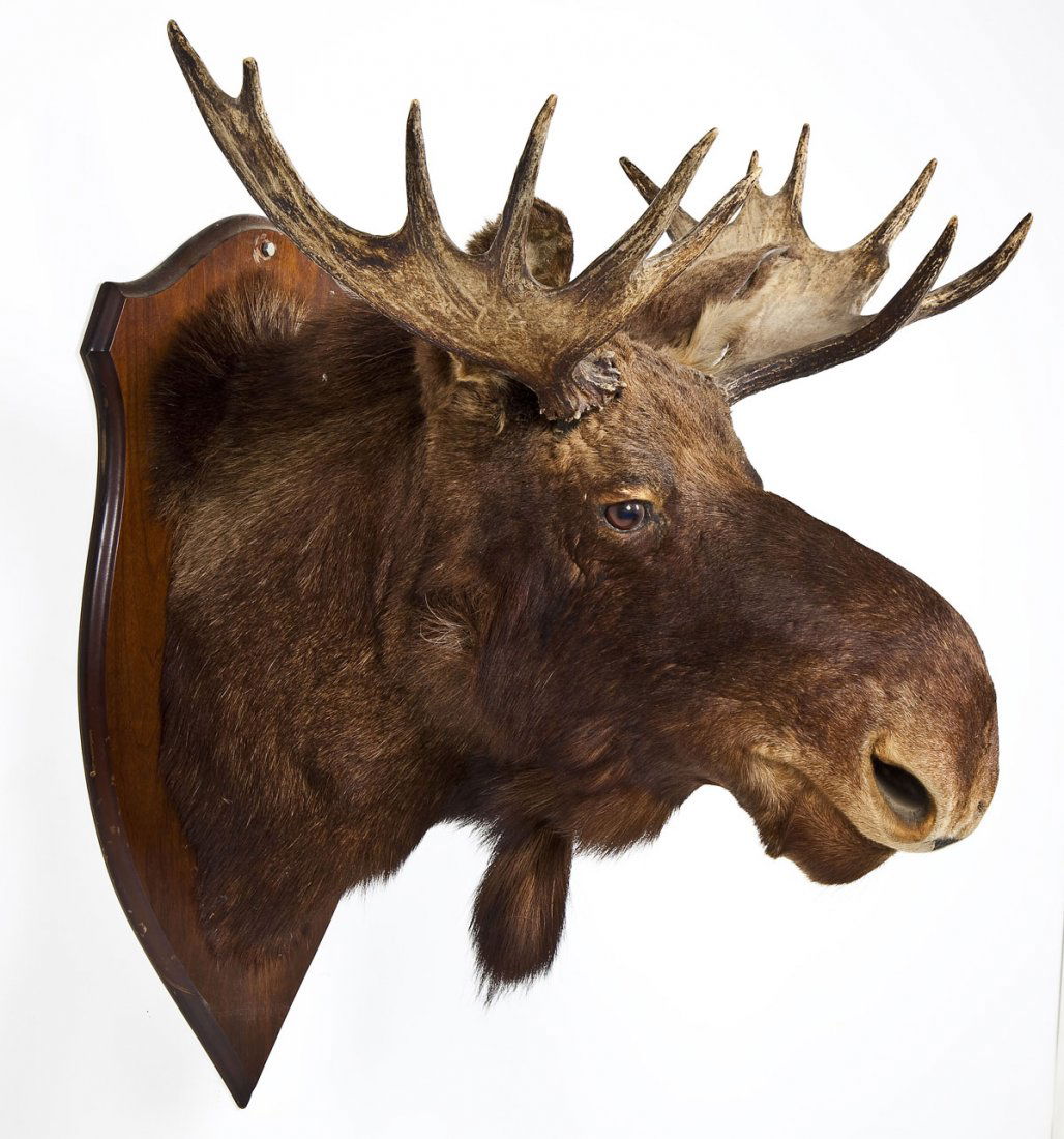 Moose Taxidermy Shoulder Mount: DESCRIPTION: Mature Moose shoulder mount with 12 points mounted to shield shaped wood board. MEASUREMENTS: Height of Moose from the chest to the top of the backbone is 24". Outside diameter of horns i