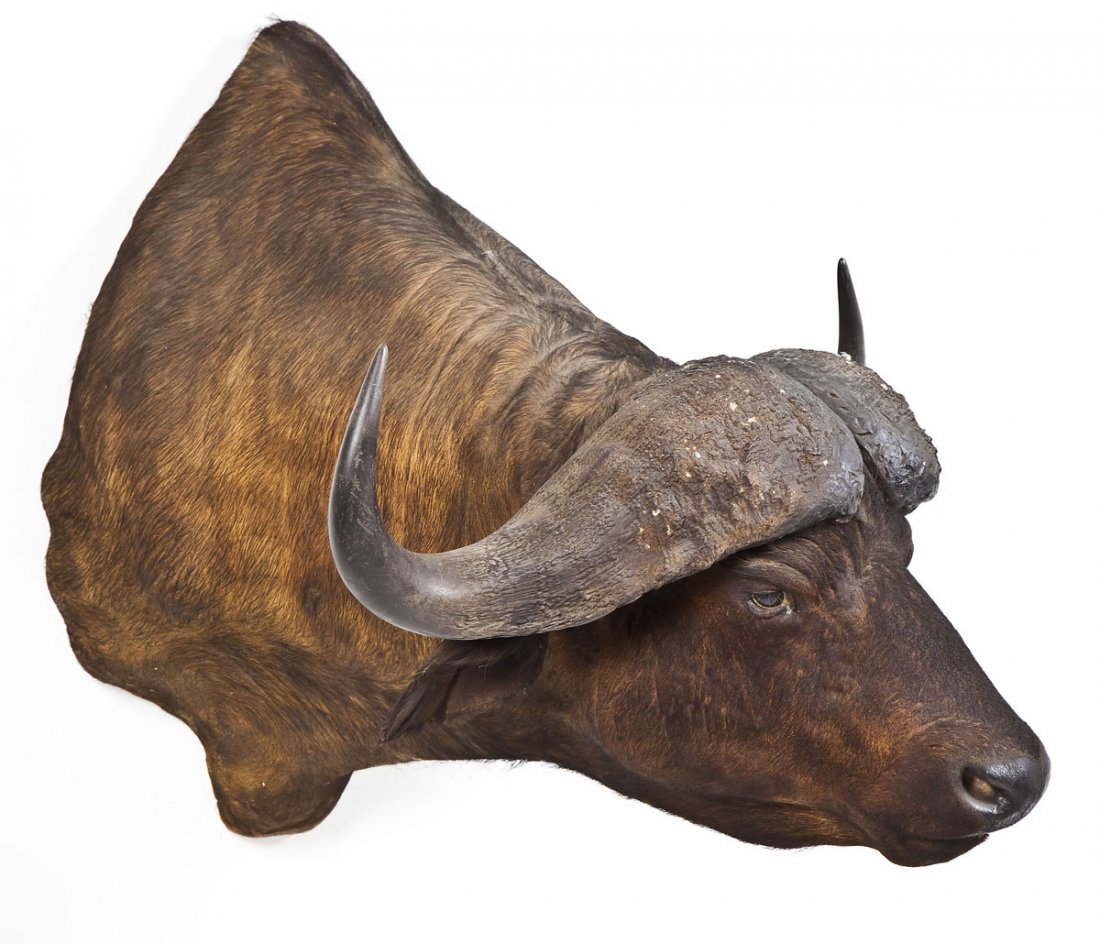 African Cape Buffalo Shoulder Mount: DESCRIPTION: Large Cape Buffalo mounted to a wooden board at the shoulder. MEASUREMENTS: Height of buffalo from the chest to the top of the backbone is 38". Outside diameter of horns is approximately 