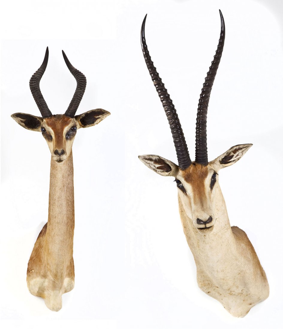Two Taxidermy Gazelle Shoulder Mounts: DESCRIPTION: Pair of African Gazelle shoulder mounts, one large and one small. MEASUREMENTS: 1) Height of Gazelle from the chest to the top of the backbone is 13". Outside diameter of horns is approxi