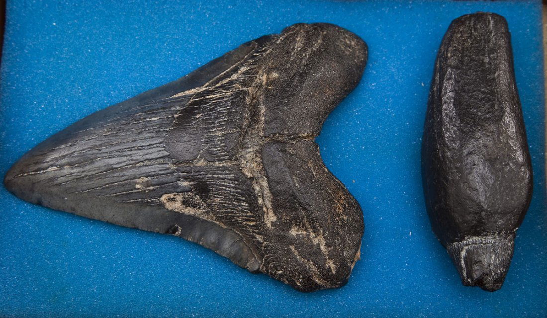 Fossilized Megladon & Sperm Whale Teeth: DESCRIPTION: A fossilized megladon tooth together with a fossilized sperm whale tooth. In wood and glass display box. MEASUREMENTS: Megladon 5". Sperm whale 3-3/4". CONDITION: No defects noted.