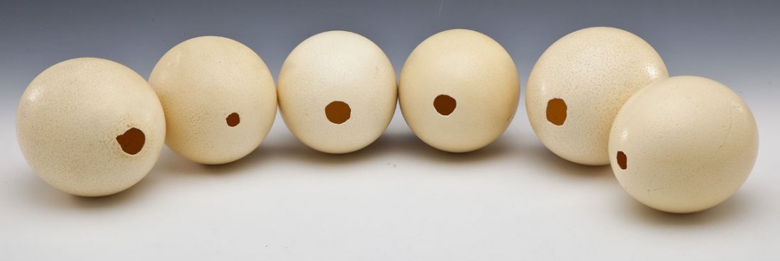 6 Ostrich Eggs: DESCRIPTION: Group of six ostrich eggs. MEASUREMENTS: Each approximately 5-1/2" long. CONDITION: Uniform light patina.