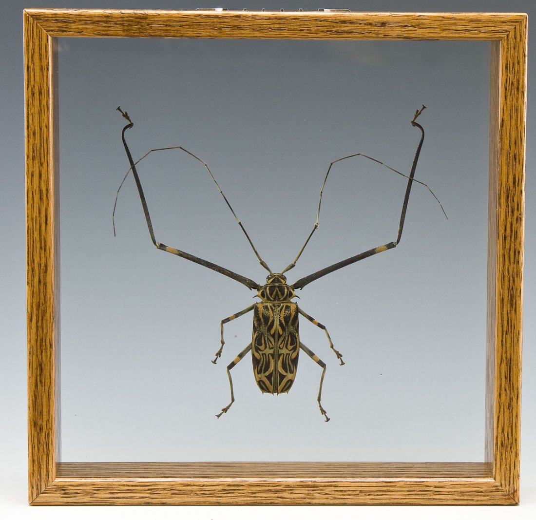 Male Harlequin Beetle in Display Box (1 of 4)