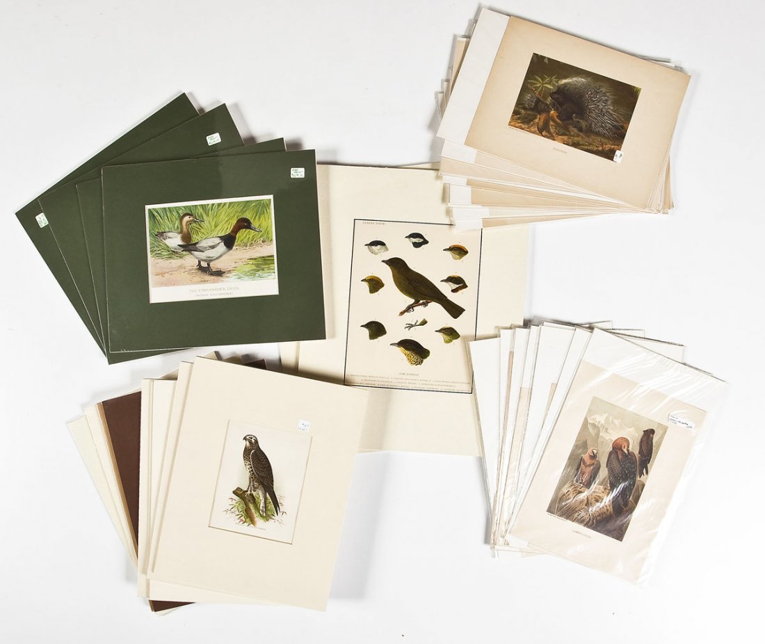 33 19th C Animal Prints incl. Selmar Hess (1 of 8)