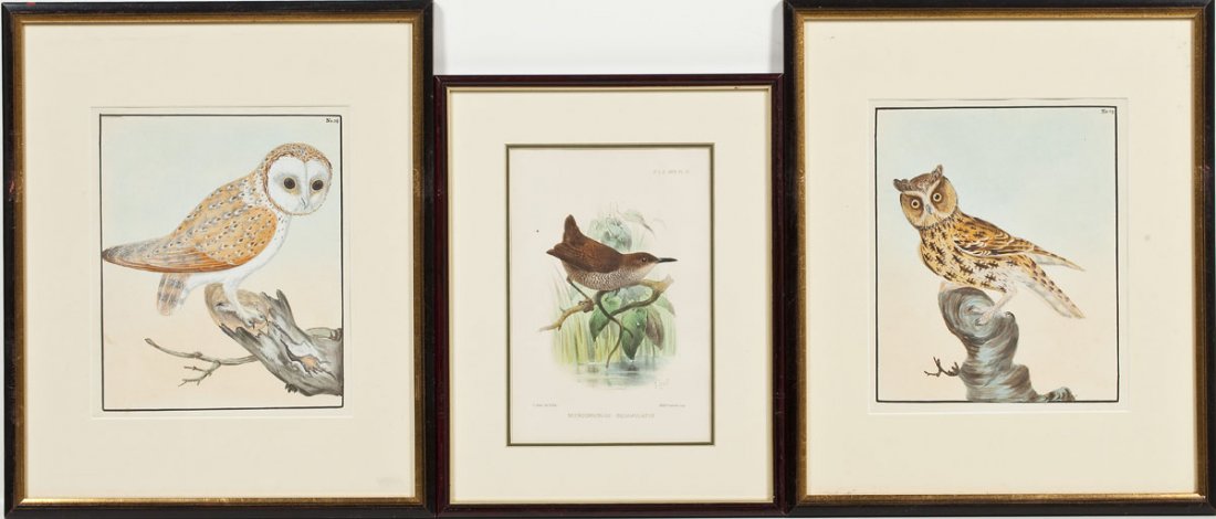 2 William Lewin Owl Watercolors & Joseph Smit Wren Lith (1 of 10)