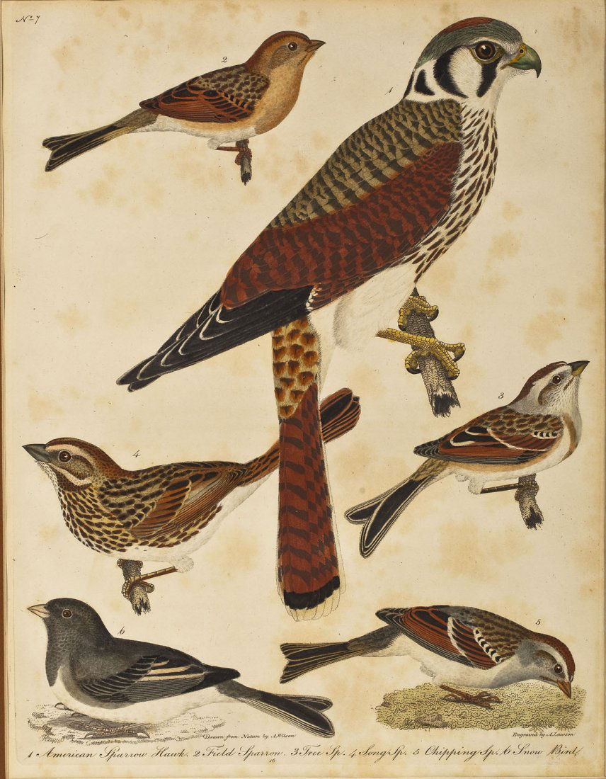 After Alexander Wilson (English, 1766-1813) (1 of 4)