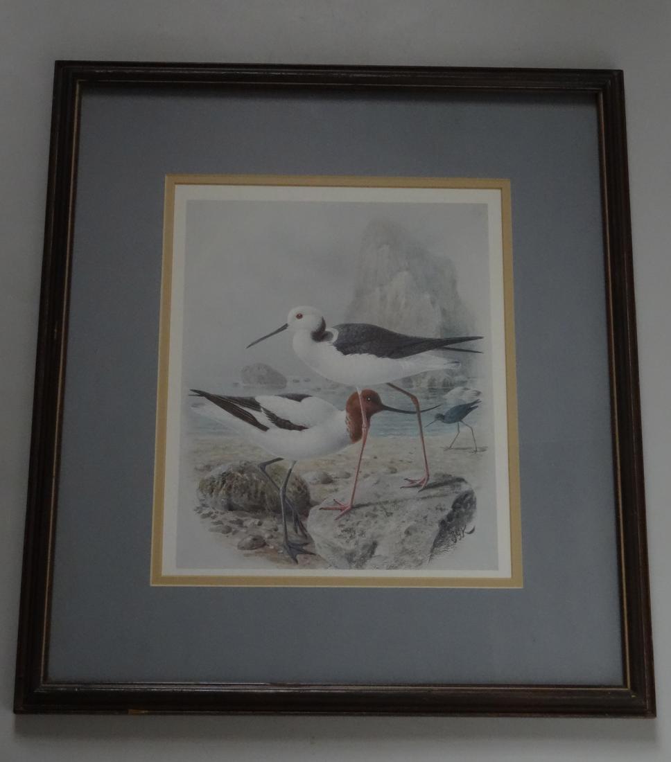 John Gerrard Keulemans Shore Birds Framed Litho JGK Ill (1 of 8)
