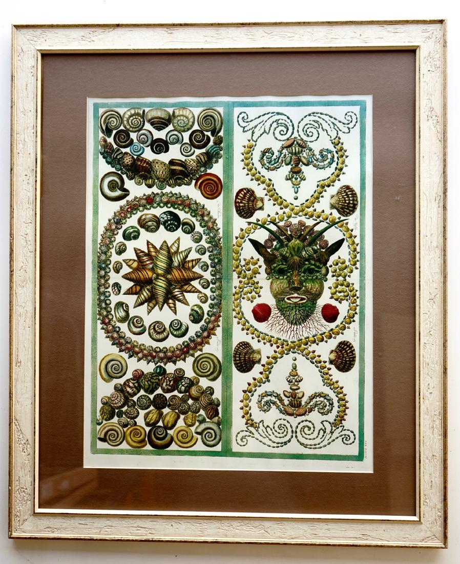 Cabinet of Natural Curiosities Albertus Seba Shells (1 of 8)