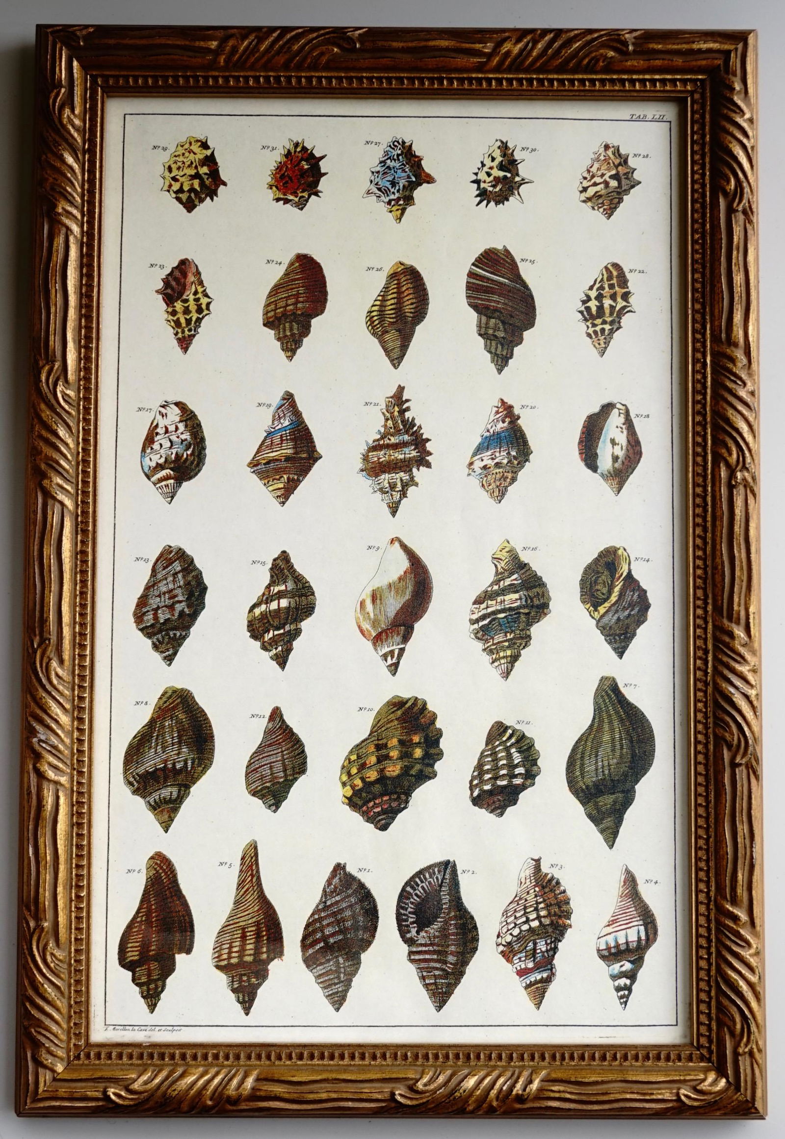 Shell Collection Italian Framed Print Albertus Seba (1 of 4)