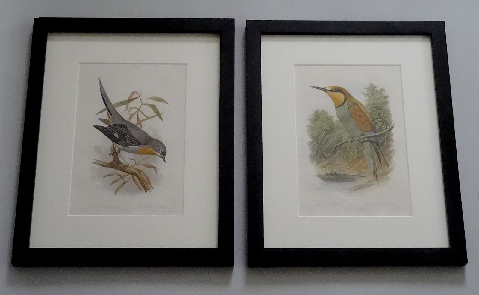 Colored Bird Engraving Cassell's Book of Birds Framed (1 of 10)