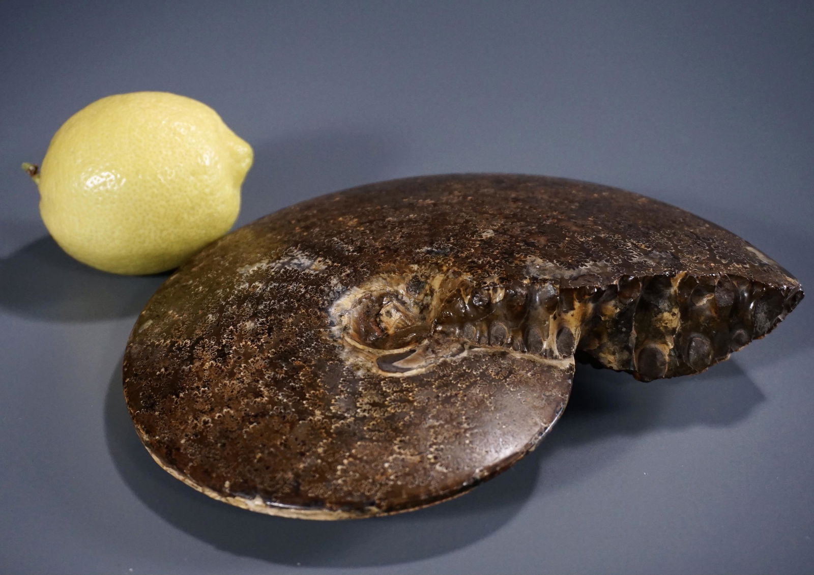 Petrified Nautilus Ammonite Fossil Large Devonian (1 of 7)