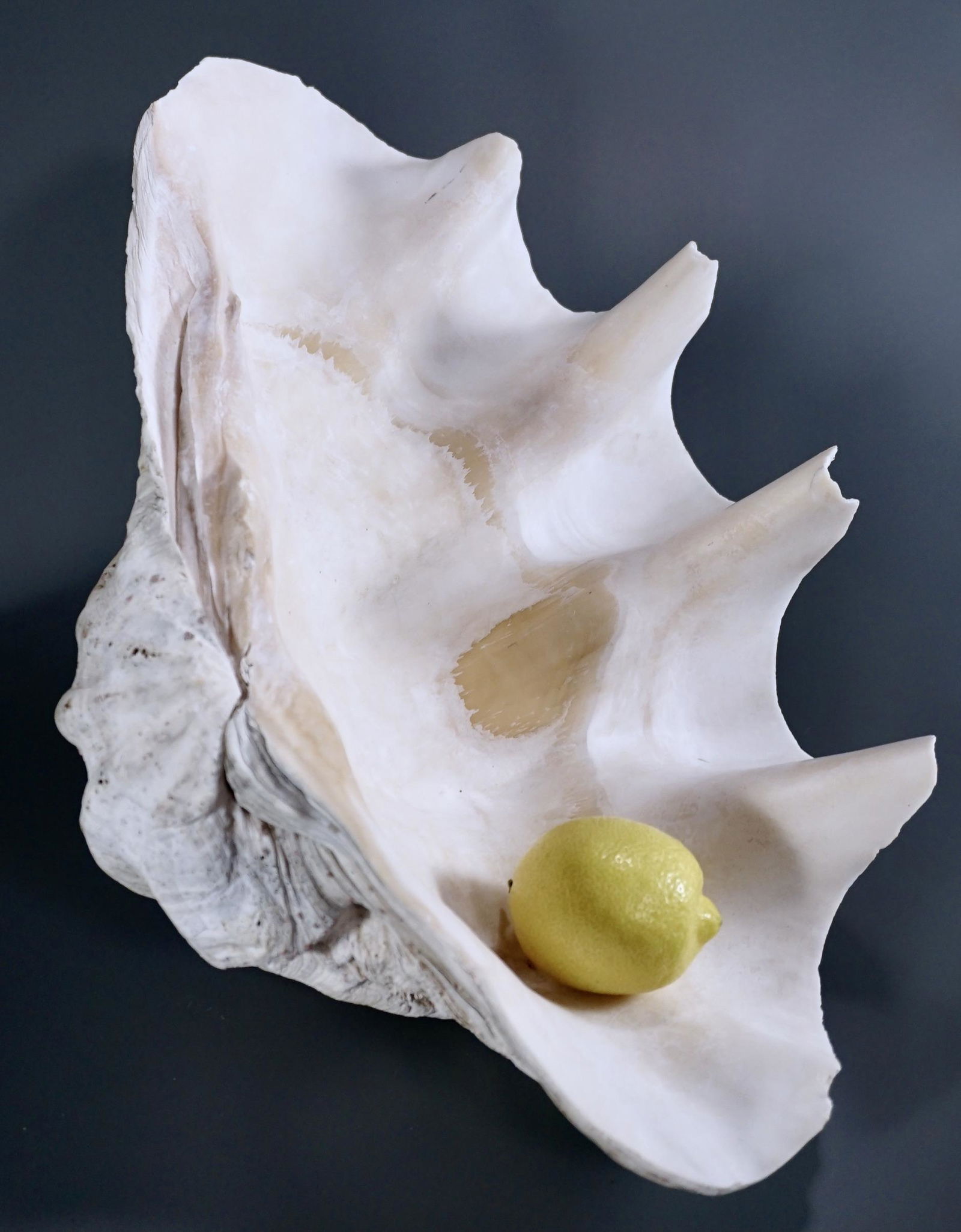 Giant Clam Shell South Pacific Tridacna Gigas (1 of 14)