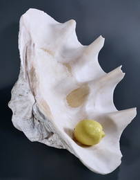 Giant Clam Shell South Pacific Tridacna Gigas