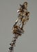 William Tell Lucerne Figural Souvenir 800 Silver Spoon - 4