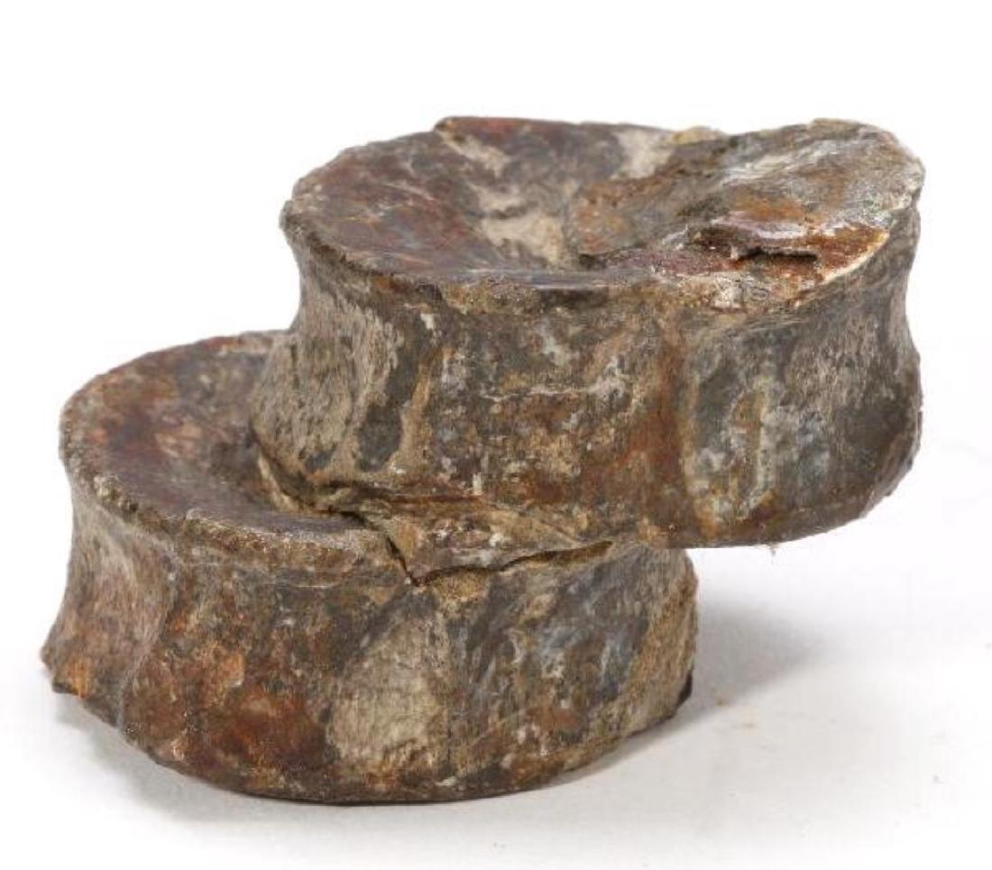 Dinosaur Vertebrae (1 of 3)