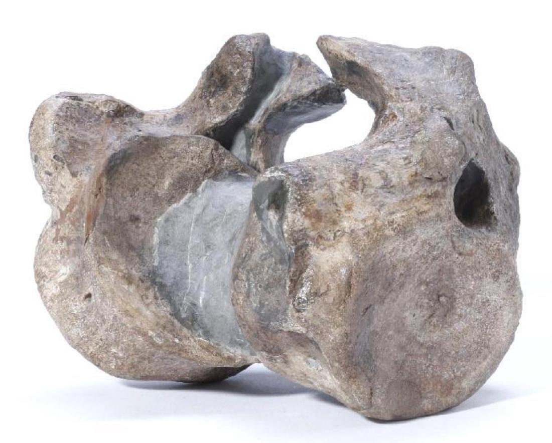 Dinosaur Vertebrae (1 of 2)