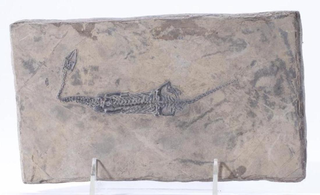 Complete Keichousaurus Skeleton (1 of 3)