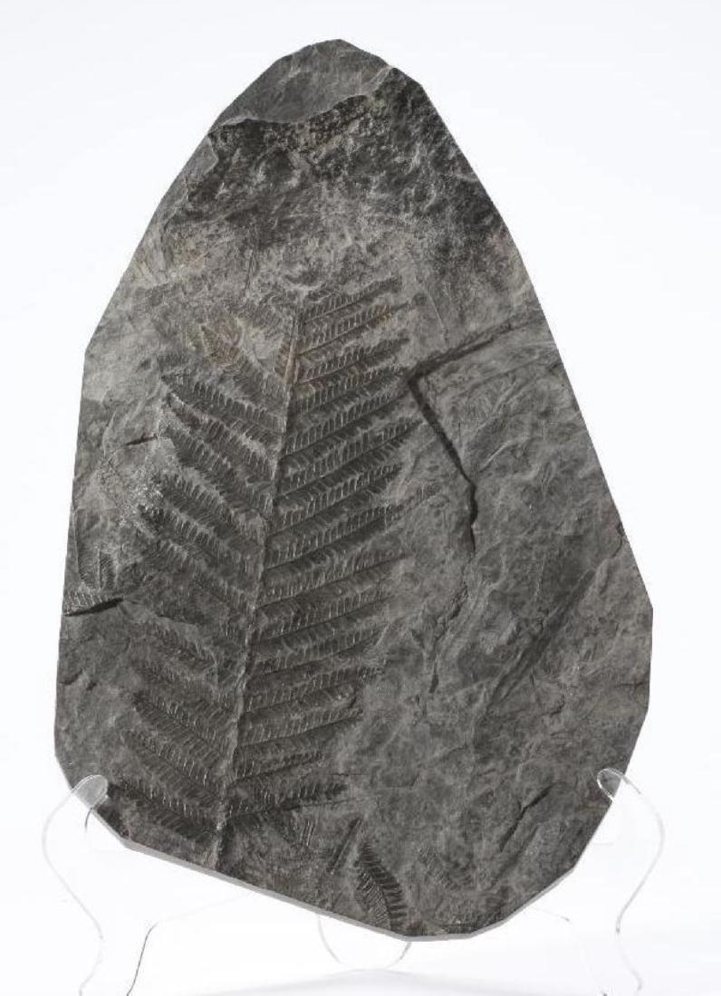 Detailed Fossil Fern (1 of 2)