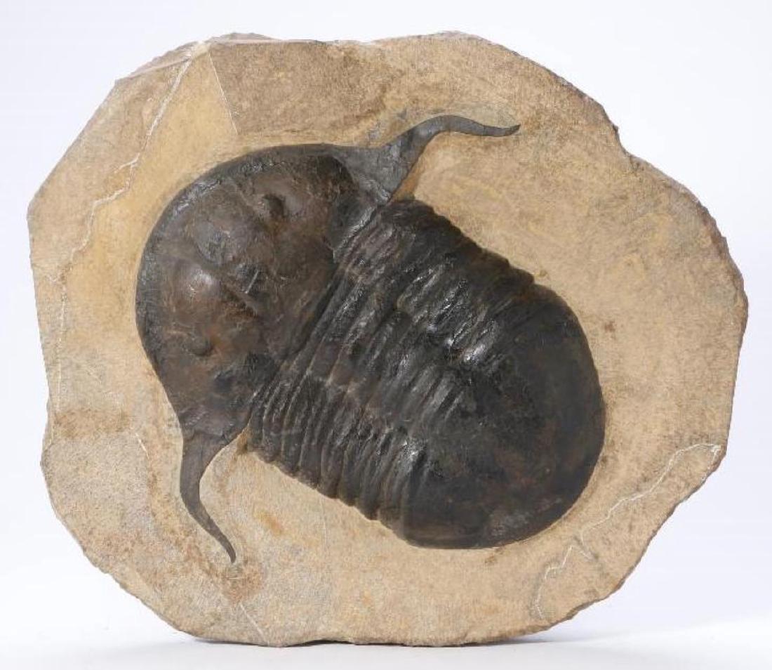 Large Trilobite Fossil (1 of 3)