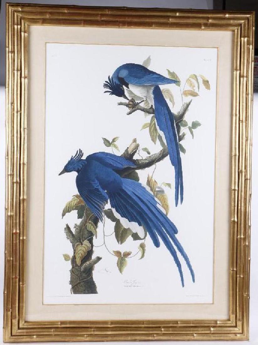 Audubon Havell Edition