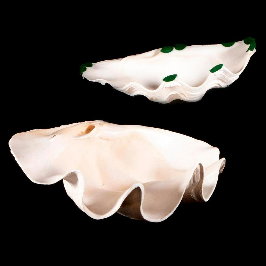 Two giant clam shells.: Two giant clam shells largest measuring 5 1/2 inches high x 15 x 9. Items are sold as is. Please inquire about condition if not otherwise stated.