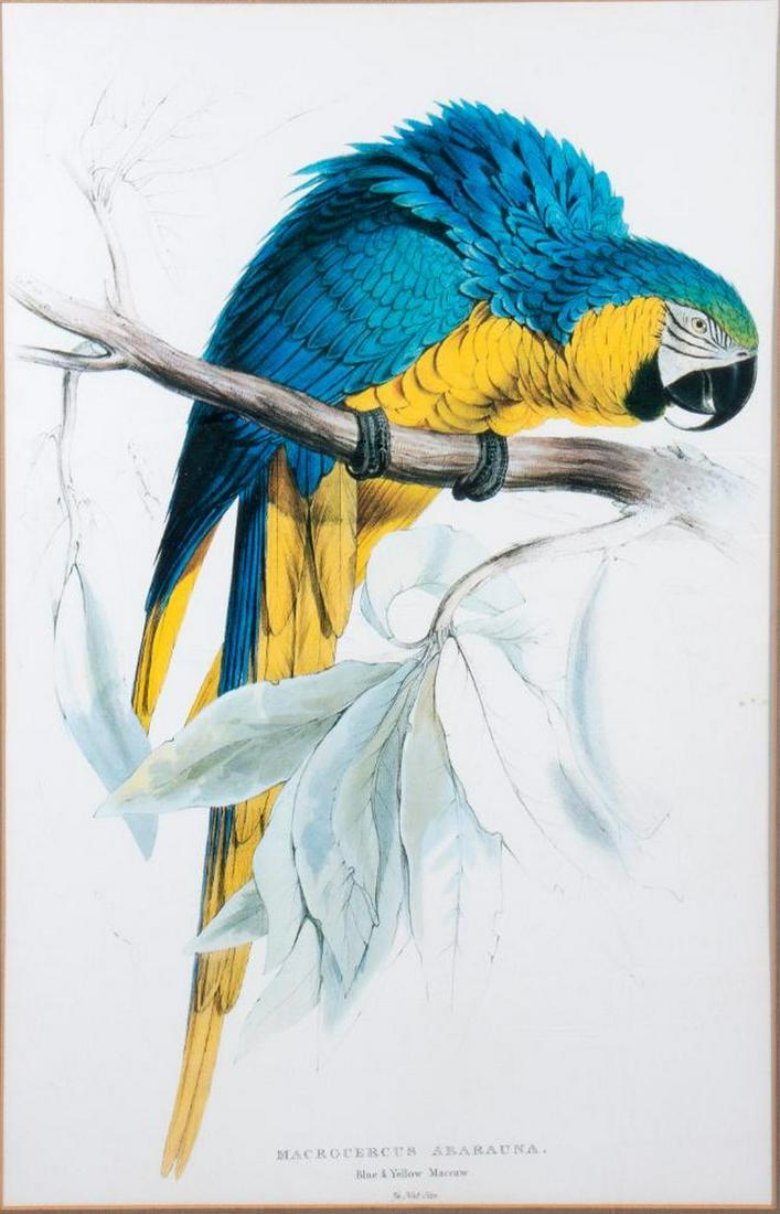 Edward Lear (British, 1812-1888) group of 3: Edward Lear (British, 1812-1888) Title: Red-billed Toucan, Ramphastos Erythrorhynchus; Macrocercus Ararauna, Blue & Yellow Maccaw; Macrocercus Aracanga, Red and Yellow Macaw (group of 3) Medium: Each