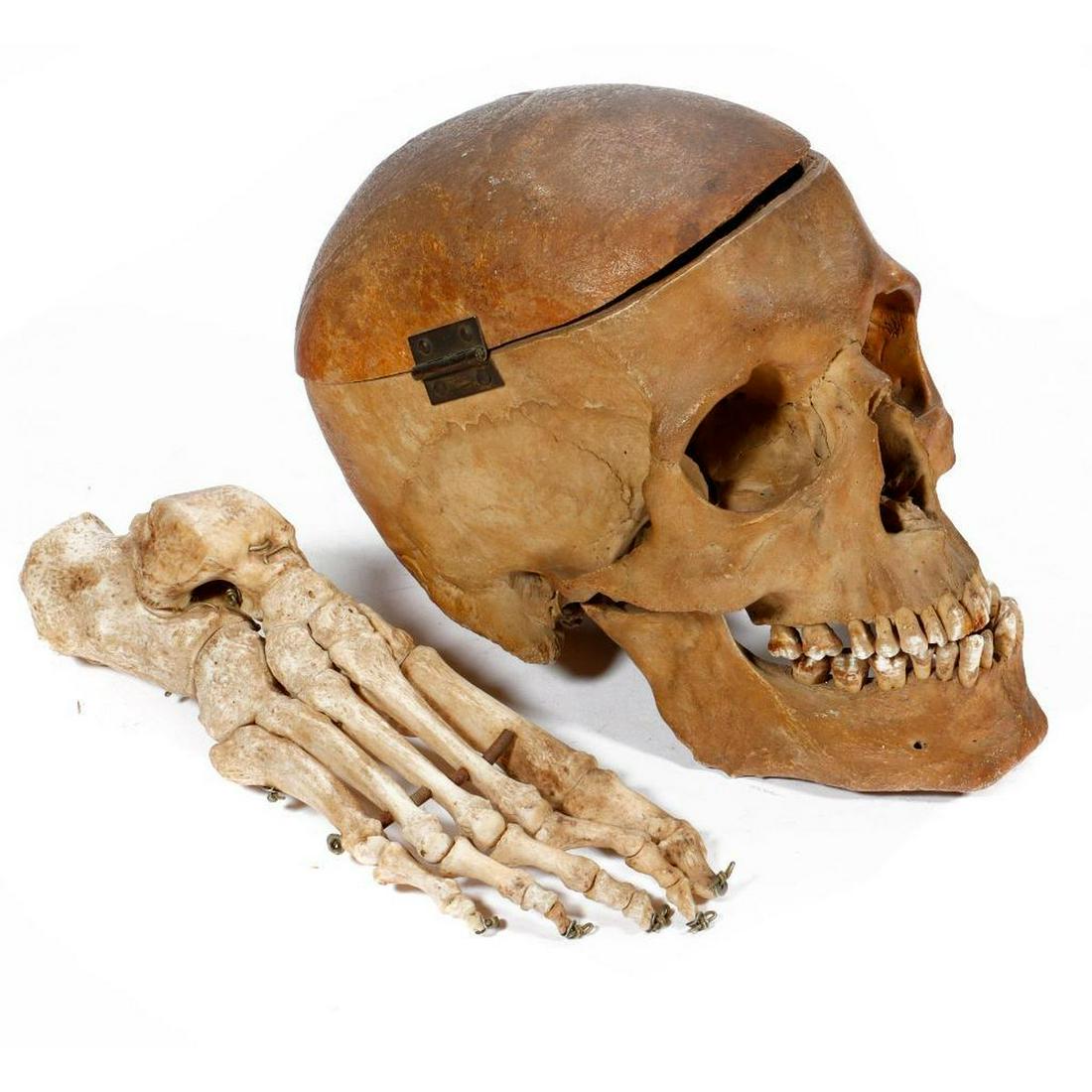 Antique Medical/Dental Student's Teaching Skull (1 of 3)