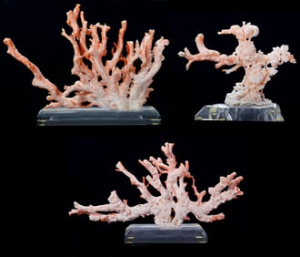 Three Chinese Pink Coral Flowering Trees
