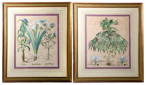 Basilius Besler (1561-1629), Two Botanical Plates. Property of Alton F. Irby III